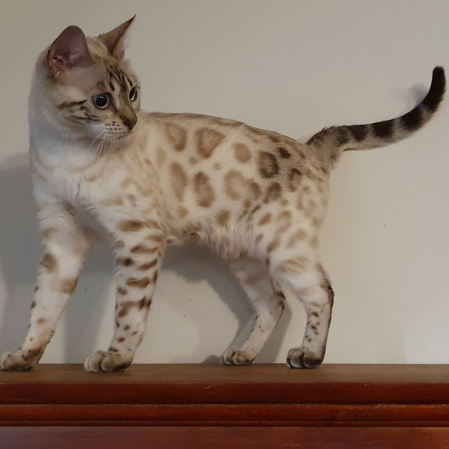 : Domestic Brown Rosetted Bengal Cat - Bengal Dad - Cats