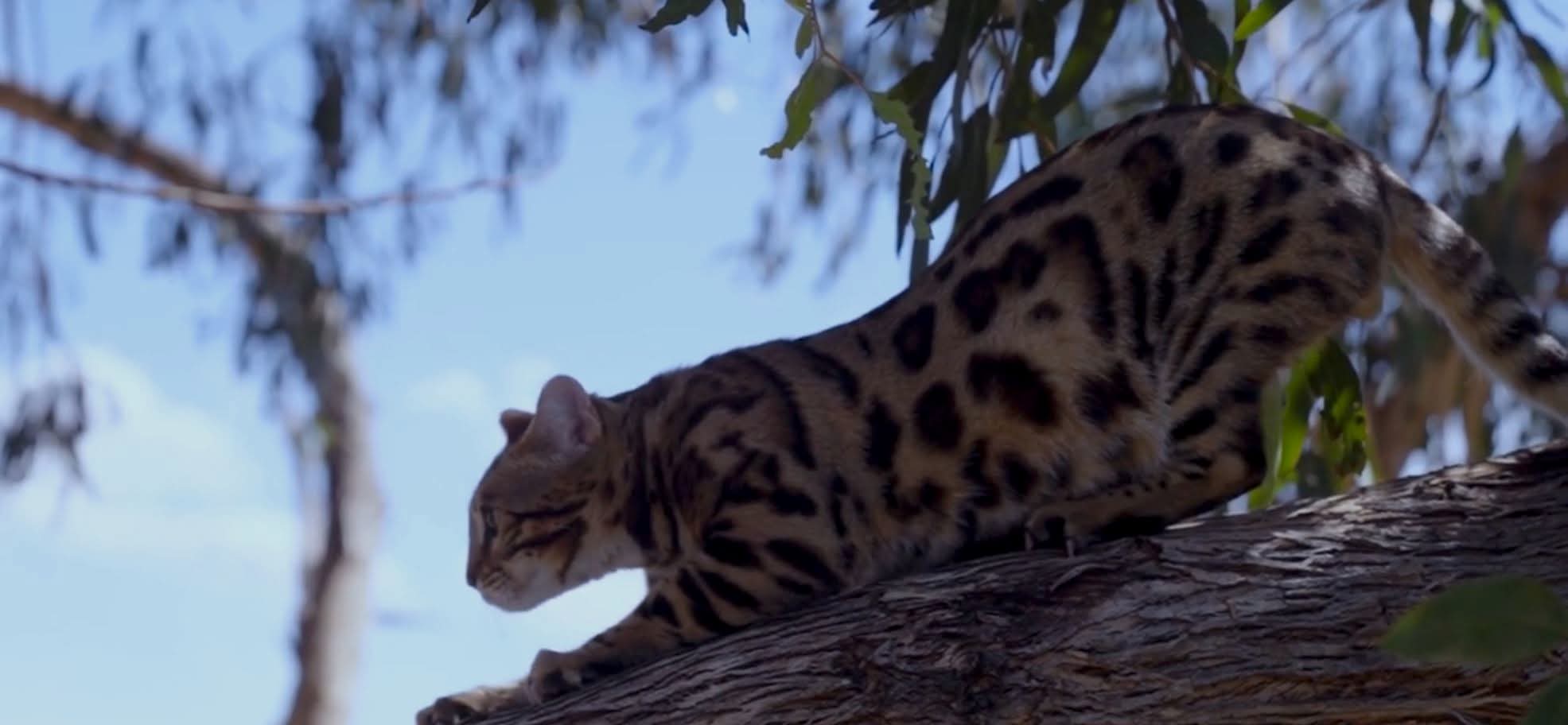 Bengal cat on the move outdoors