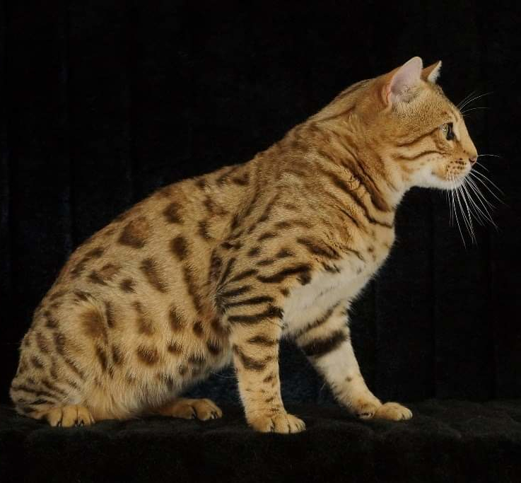 Ginger