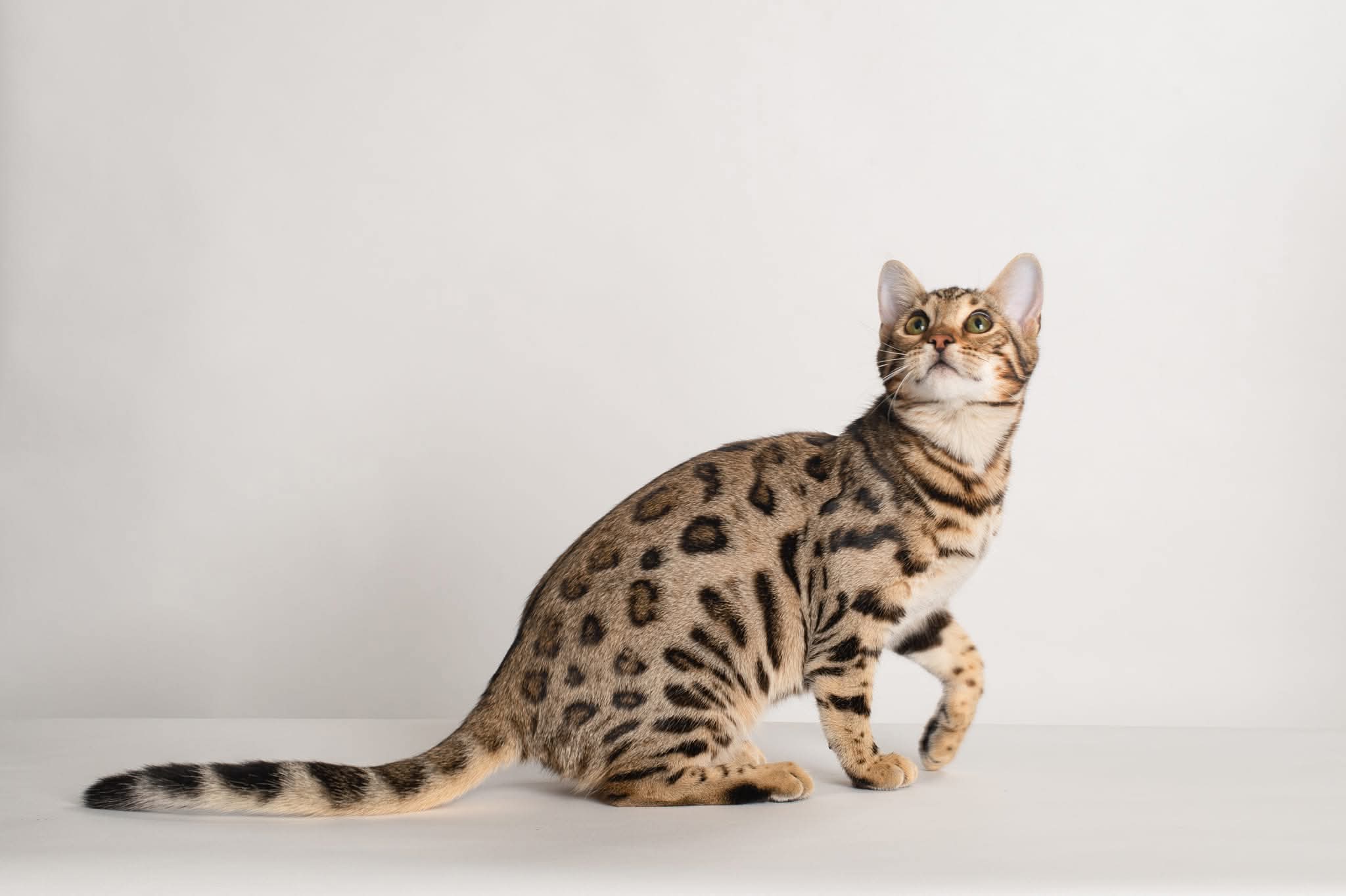 Brown rosetted Bengal cat showing the breed's wild appearance